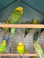 GEEL/GROENE GRASPARKIETJES VANAF 15 EURO/KOPPEL, Dieren en Toebehoren, Vogels | Parkieten en Papegaaien, Meerdere dieren, Parkiet