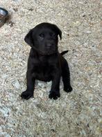 Labrador pups, Dieren en Toebehoren, Honden | Retrievers, Spaniëls en Waterhonden, België, Fokker | Hobbymatig, 8 tot 15 weken