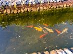 13 koi te koop