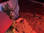 Gecko,s, Animaux & Accessoires