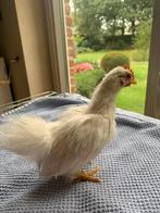 serama Witte zijdeveer haantjes 2 maand oud, Dieren en Toebehoren, Kip