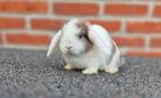Prachtige MINILOP RAM Blauw oog, Dieren en Toebehoren, Konijnen, Mannelijk, Klein, Hangoor, 0 tot 2 jaar