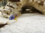 Aulonocara stuartgranti cichliden malawi hobbykweek, Dieren en Toebehoren, Vis, Zoetwatervis