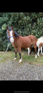 Ponette et sa pouliche, Merrie, Niet van toepassing, Recreatiepony, Gechipt