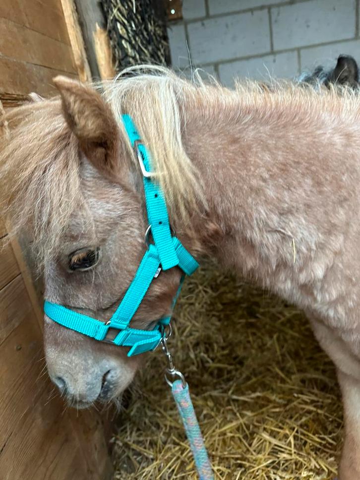 Appaloosa hengstje van 2024 en hengstje van 2025, Dieren en Toebehoren, Pony's, Met stamboom