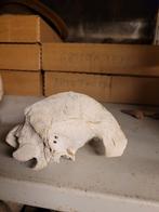 Crâne de tortue géante, Collections, Comme neuf, Enlèvement ou Envoi