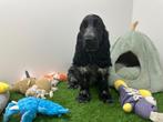 Engelse Cocker Spaniel pups, België, 8 tot 15 weken, CDV (hondenziekte), Meerdere