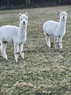 Alpaca koppel