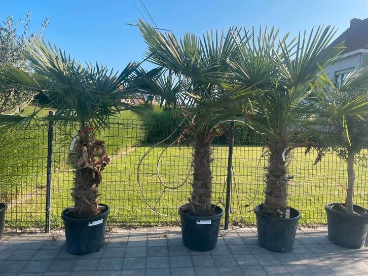 Palmbomen trachycarpus fortunei!, Tuin en Terras, Planten | Bomen, Ophalen