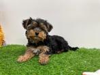 Yorkshire Terrier pups