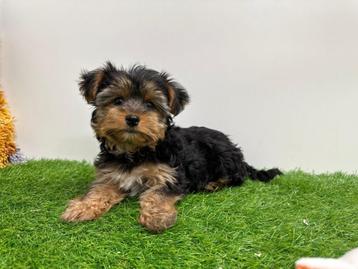 Yorkshire Terrier pups beschikbaar voor biedingen