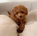 🐾 Chiot caniche nain, Caniche, Belgique, 8 à 15 semaines, Éleveur | Loisir