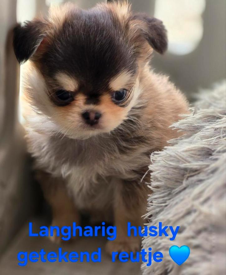 Prachtige  langharige  en kortharige chihuahua  pups, Dieren en Toebehoren, Honden | Chihuahua's en Gezelschapshonden, Reu, Chihuahua