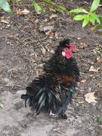 Source de curling Sierhaan, Mâle, Poule ou poulet