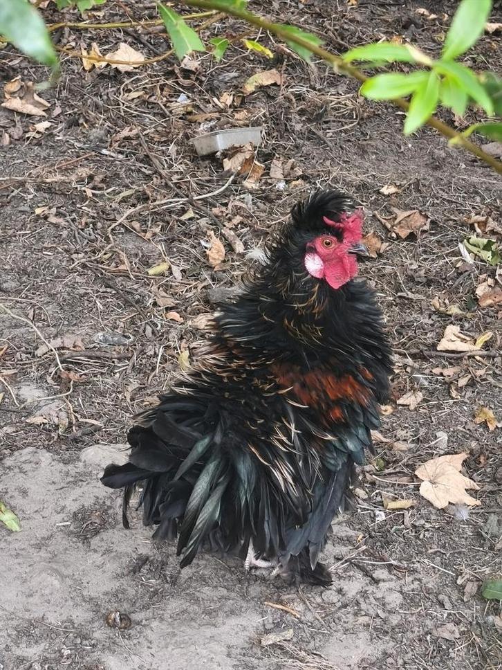 Sierhaan krulveer, Dieren en Toebehoren, Pluimvee, Kip, Mannelijk