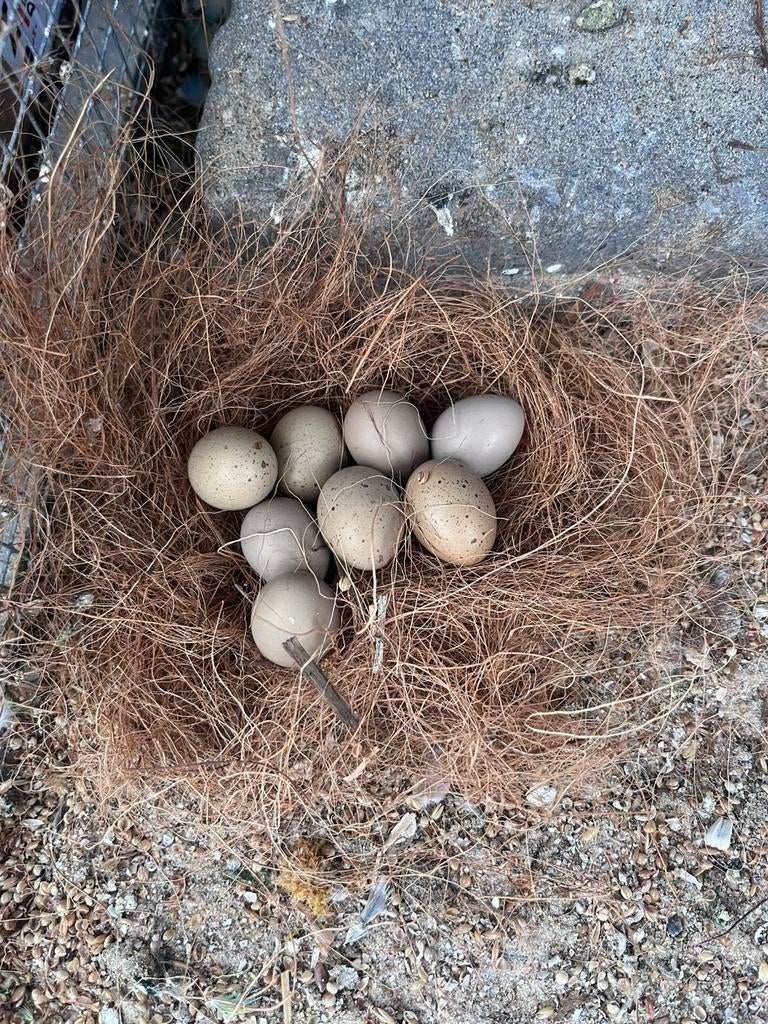 Broedeieren chinese dwergkwartel