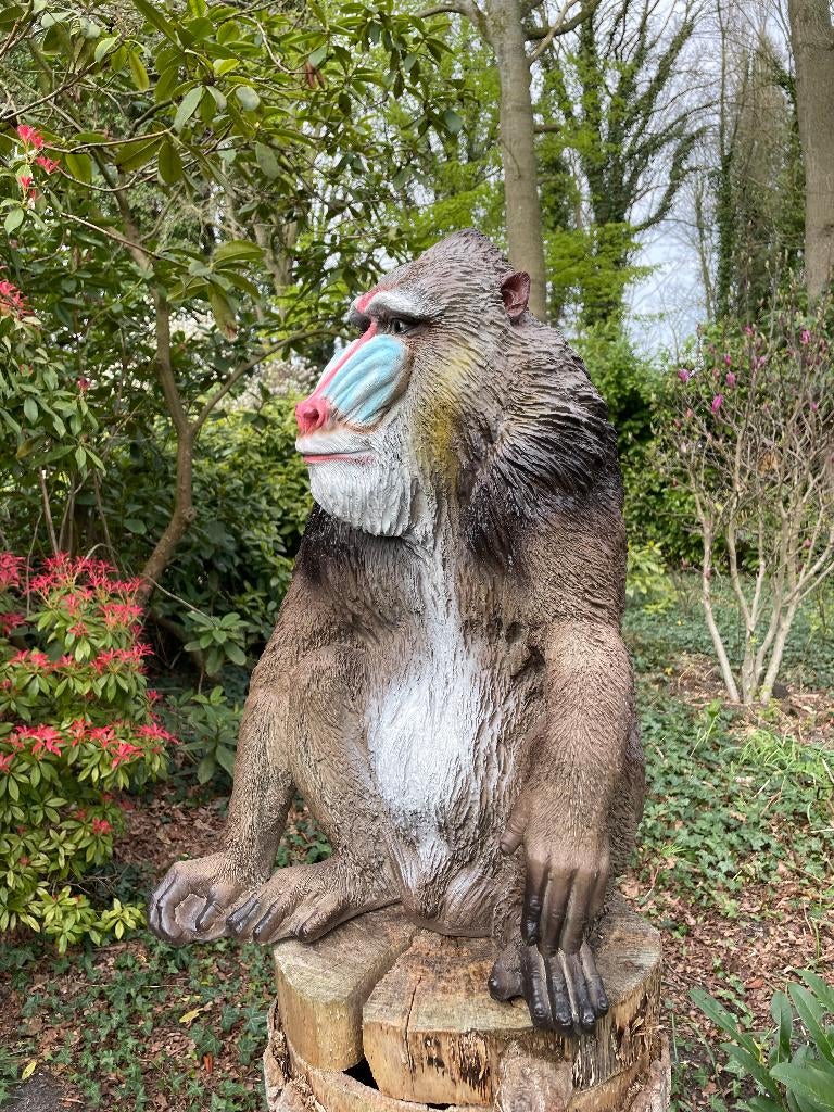 Mandril baviaan aap beeld tuin dierentuin 66cm, Tuin en Terras, Ophalen, Nieuw, Kunststof, Dierenbeeld