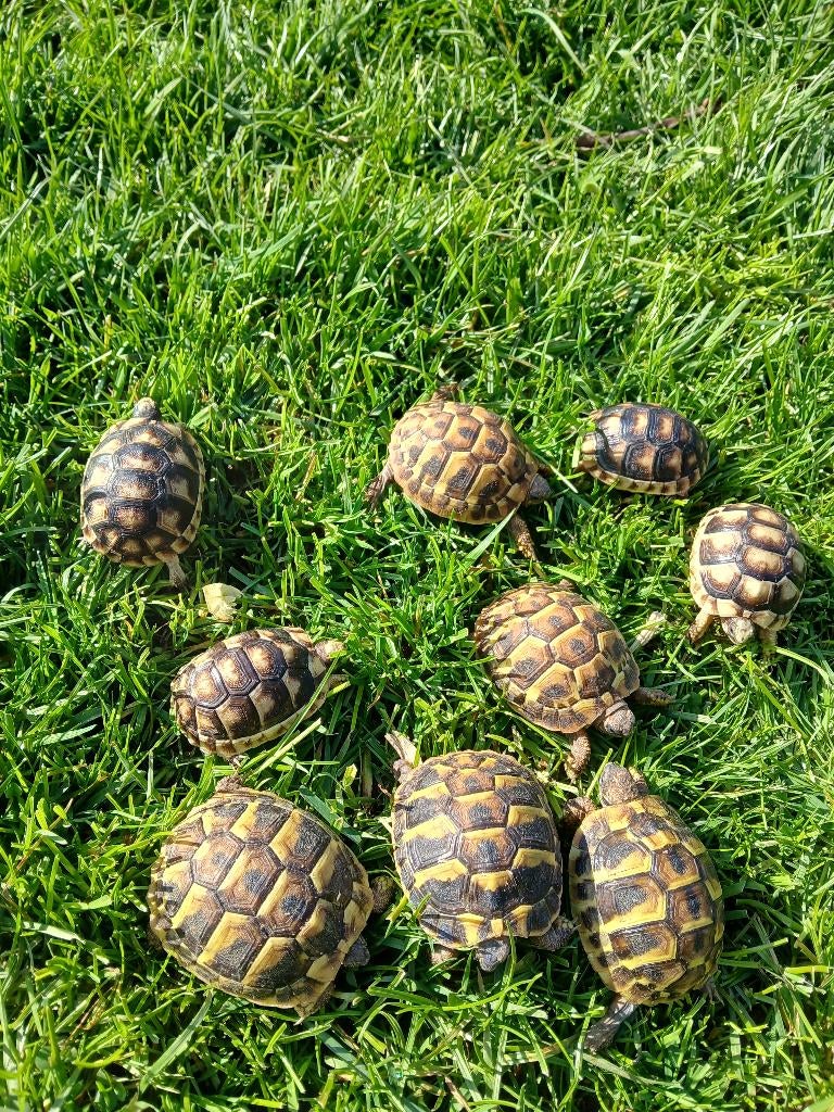 Hermann-schildpadden, Dieren en Toebehoren