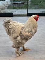 Brahma haan 8 maanden oud, Dieren en Toebehoren