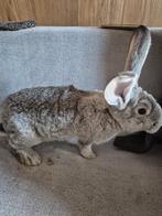 Vlaamse reus, Dieren en Toebehoren, Konijnen