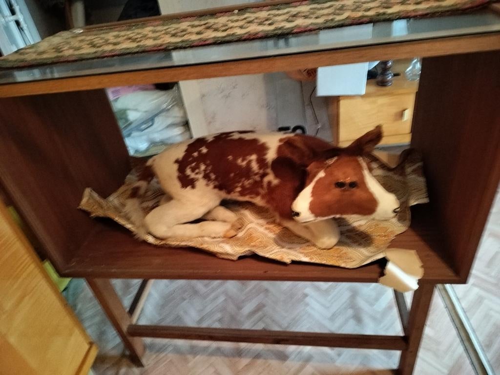 Opgezet kalf met twee hoofden., Antiek en Kunst, Ophalen