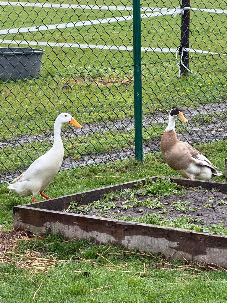 Indische loopeenden, Dieren en Toebehoren, Pluimvee, Mannelijk, Eend