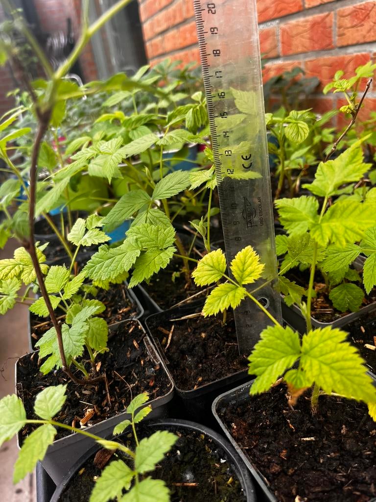 Frambozenplanten 10 cm – 20 stuks voor €20, Tuin en Terras, Planten | Fruitbomen, Ophalen of Verzenden