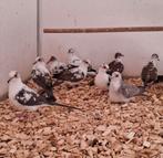 Jonge bonte diamant duiven.