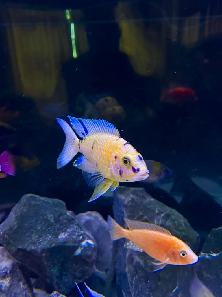 Aulonocara OB – 15/16 cm – Superbes couleurs, Animaux & Accessoires, Poissons | Poissons d'aquarium