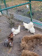 Trio zijdehoen, Dieren en Toebehoren