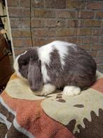 Minilop ram fehbont, Dieren en Toebehoren, Mannelijk, Dwerg, Hangoor, 0 tot 2 jaar