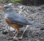 Homme-grive à tête grise, Bagué