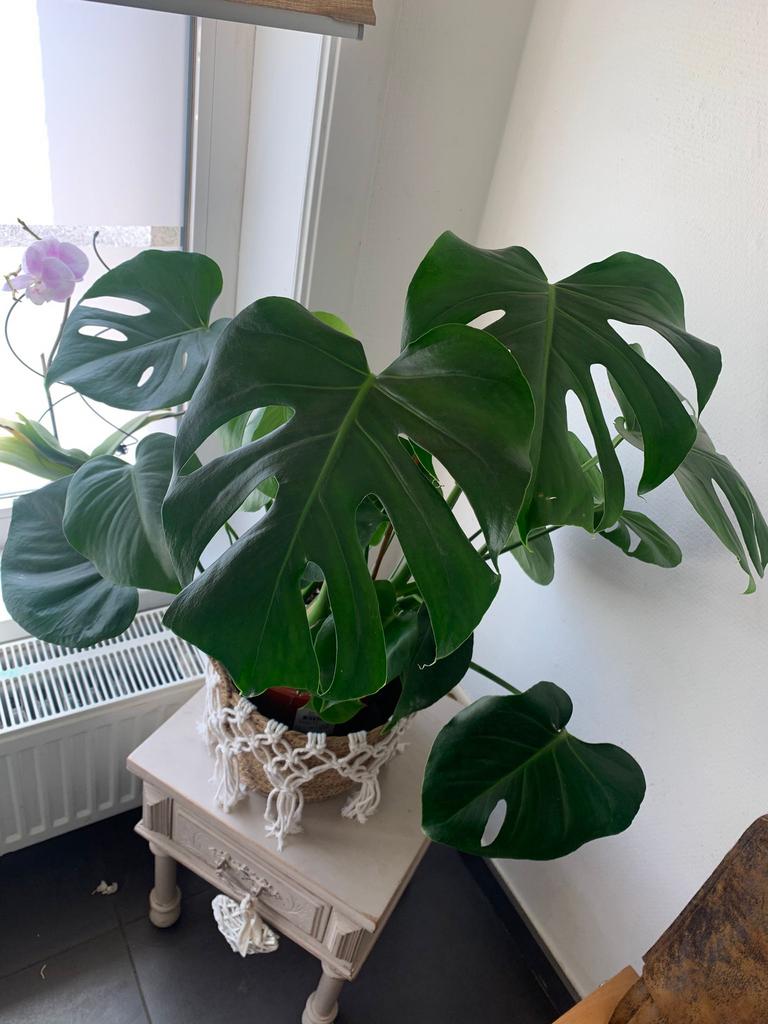 Plante Monstera, Maison & Meubles, Plantes d'intérieur, Enlèvement