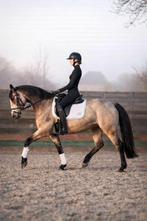 Prachtige 6-jarige merrie met unieke kleur, Animaux & Accessoires, Chevaux, Cheval de dressage, Débourré, Moins de 160 cm, Avec pedigree