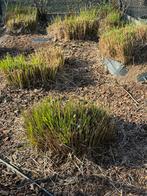 Miscanthus gras, Jardin & Terrasse, Enlèvement, Plante fixe, Graminées ornementales, Plein soleil