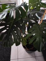 Monstera Deliciosa, gatenplant. Hoogte: 90 cm., Ophalen