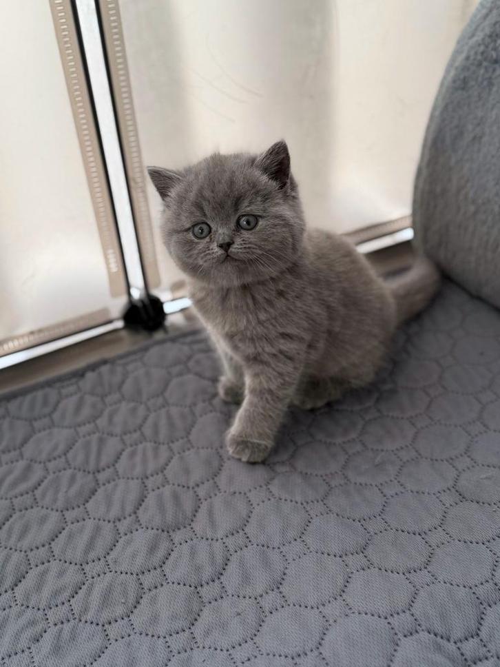 Britse korthaar kittens te koop, Dieren en Toebehoren, Katten en Kittens | Raskatten | Korthaar, Meerdere dieren, 0 tot 2 jaar