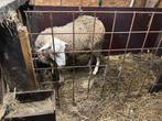 Schaap ram te koop, Mâle, Mouton, 0 à 2 ans