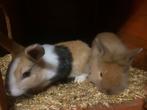 Jonge dwergkonijnen, Dieren en Toebehoren, Konijnen, Meerdere dieren, Klein, 0 tot 2 jaar