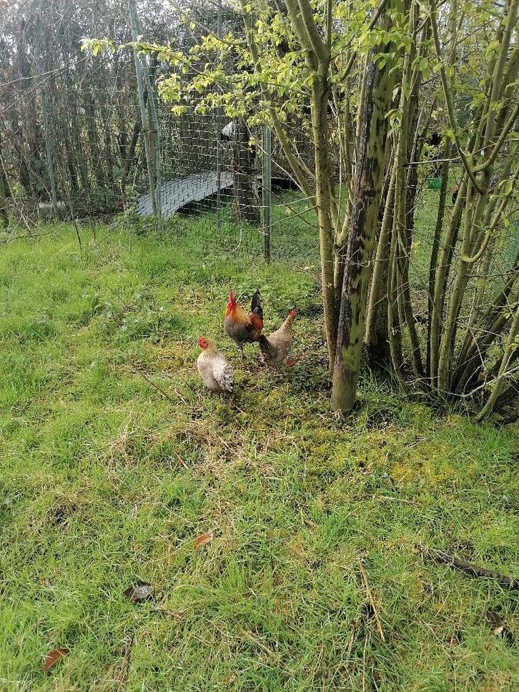 Belgische krielen blauwpatrijs, Dieren en Toebehoren, Pluimvee