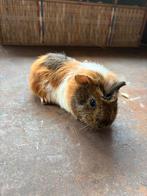 Cavia vrouwtje, Dieren en Toebehoren, Knaagdieren, Januari, Vrouwelijk, Cavia