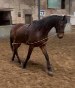 14 jarige ruin, Dieren en Toebehoren, Ruin