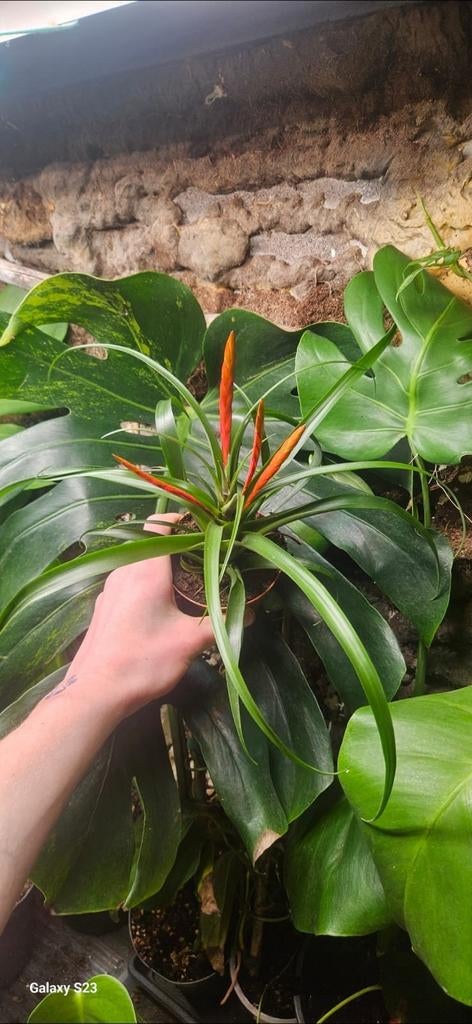 Tillandsia Flabellata Sublieme planten uit Latijns-Amerika!, Ophalen of Verzenden
