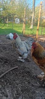 Brahma haan te koop, Dieren en Toebehoren