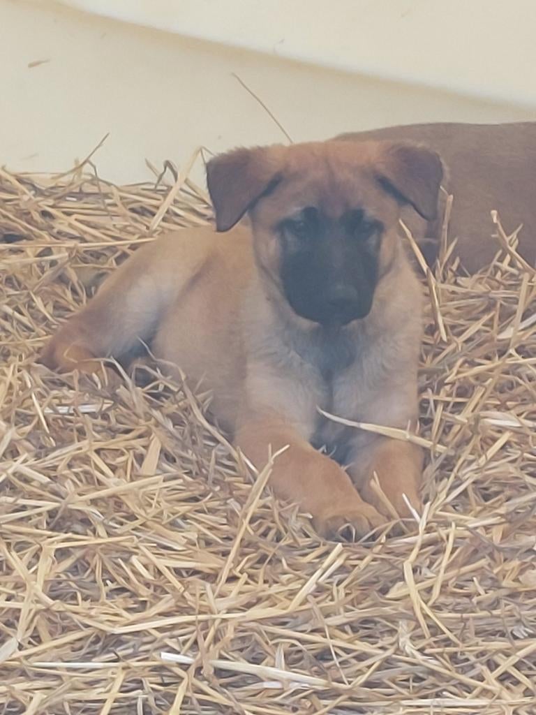 Mechelse  herder pups, Particulier, Maladie de Carré (chiens), 8 à 15 semaines, Plusieurs