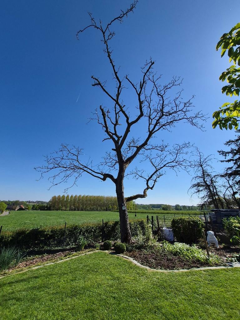 Boom te kappen gratis, Tuin en Terras, Ophalen, Gebruikt