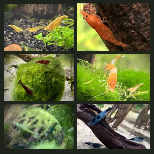 Neocaridina garnalen Topkwaliteit!, Homard, Crabe ou Crevette