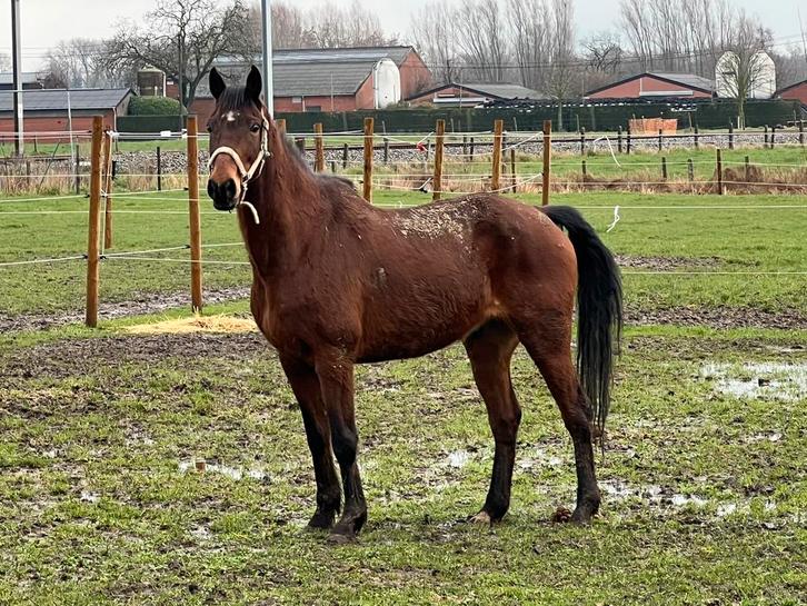 14jarige ruin, Dieren en Toebehoren, Paarden, Ruin