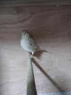 Kanarie koppel, Dieren en Toebehoren