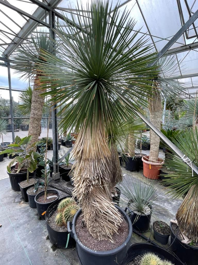 Yucca Linearifolia, Tuin en Terras, Planten | Bomen, Lente, 100 tot 250 cm, Palmboom, Ophalen